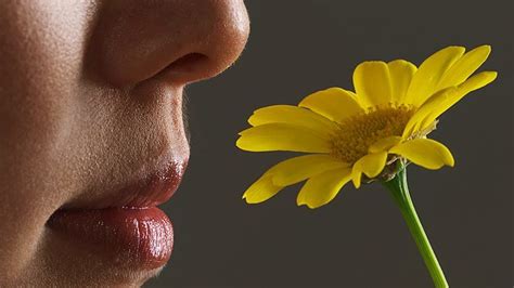 Interesting Facts about Your Sense of Smell .